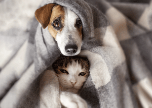 Nos conseils pour l’hiver avec chien et chat