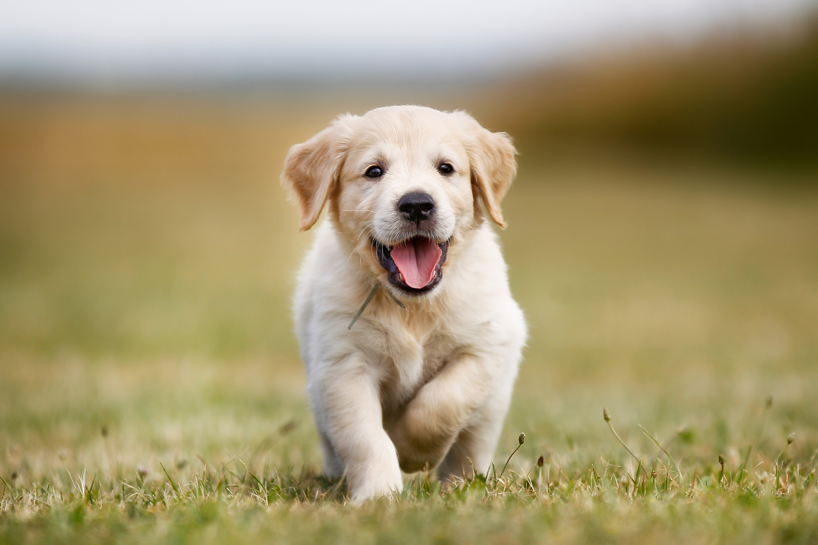 chien qui court